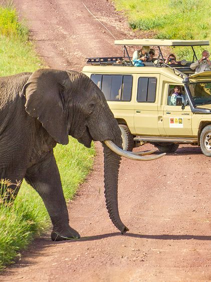 Safaris de los Cinco Grandes