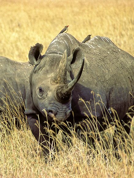 Tsavo