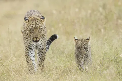 Three Animals that have Mastered the Art of Social Distancing