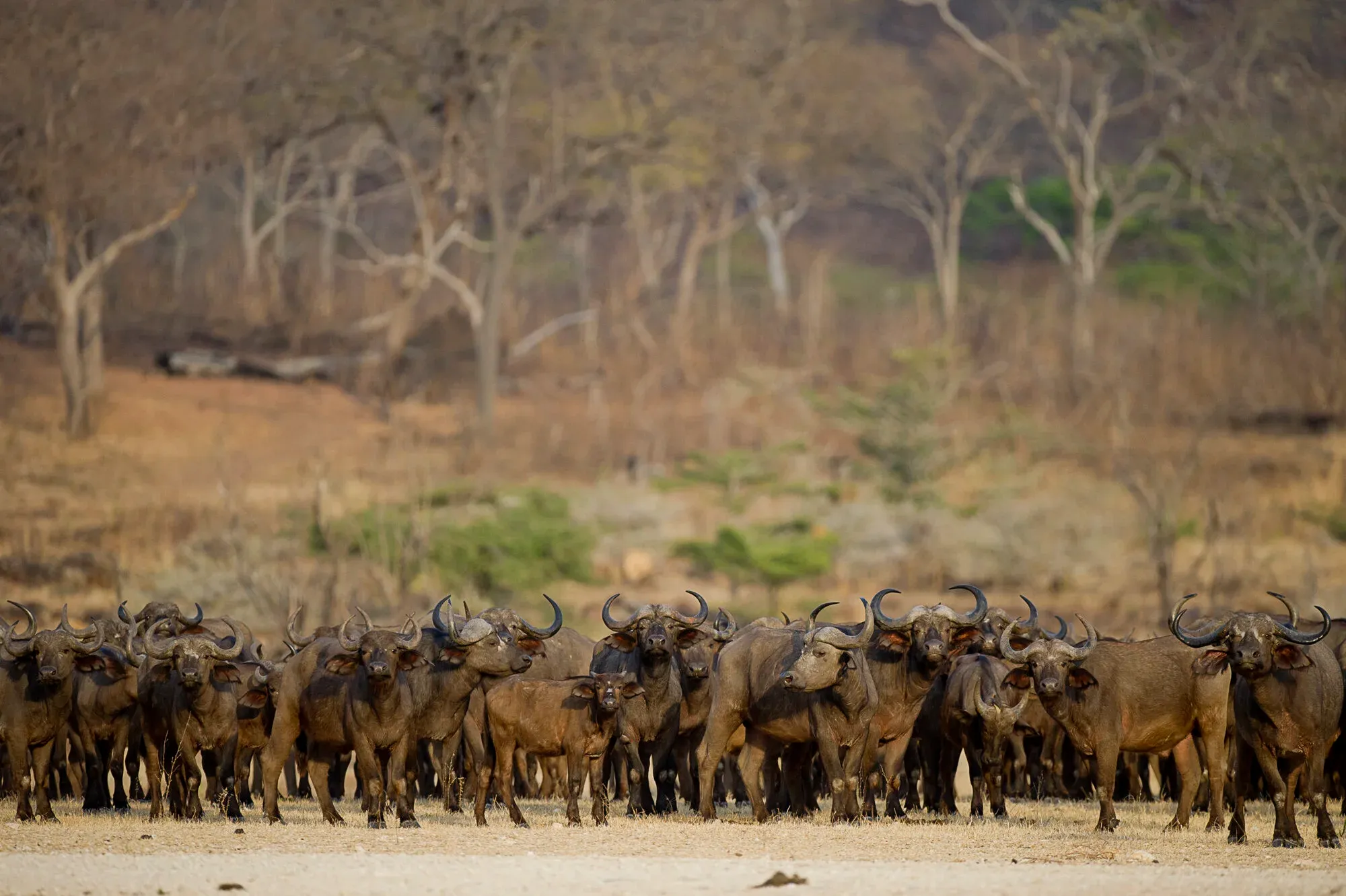 A game drive vehicle spotting wildlife in the Selous Game Reserve, Tanzania