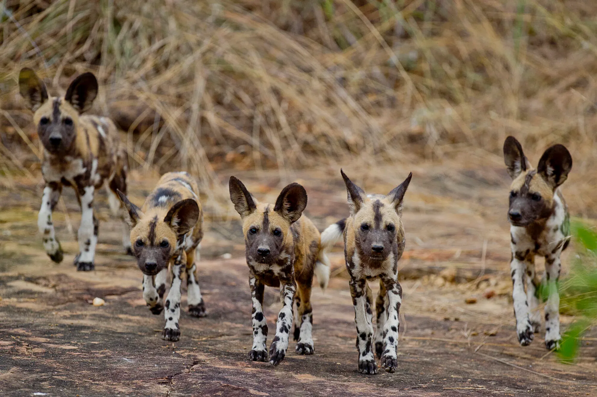 A game drive vehicle spotting wildlife in the Selous Game Reserve, Tanzania