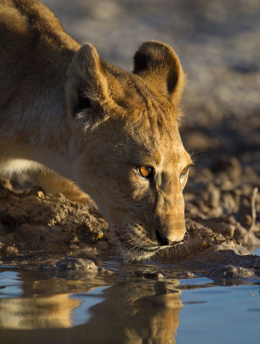 Maasai Mara