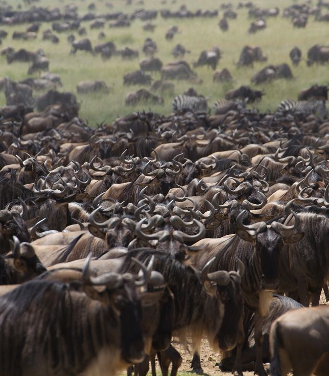 Maasai Mara National Reserve