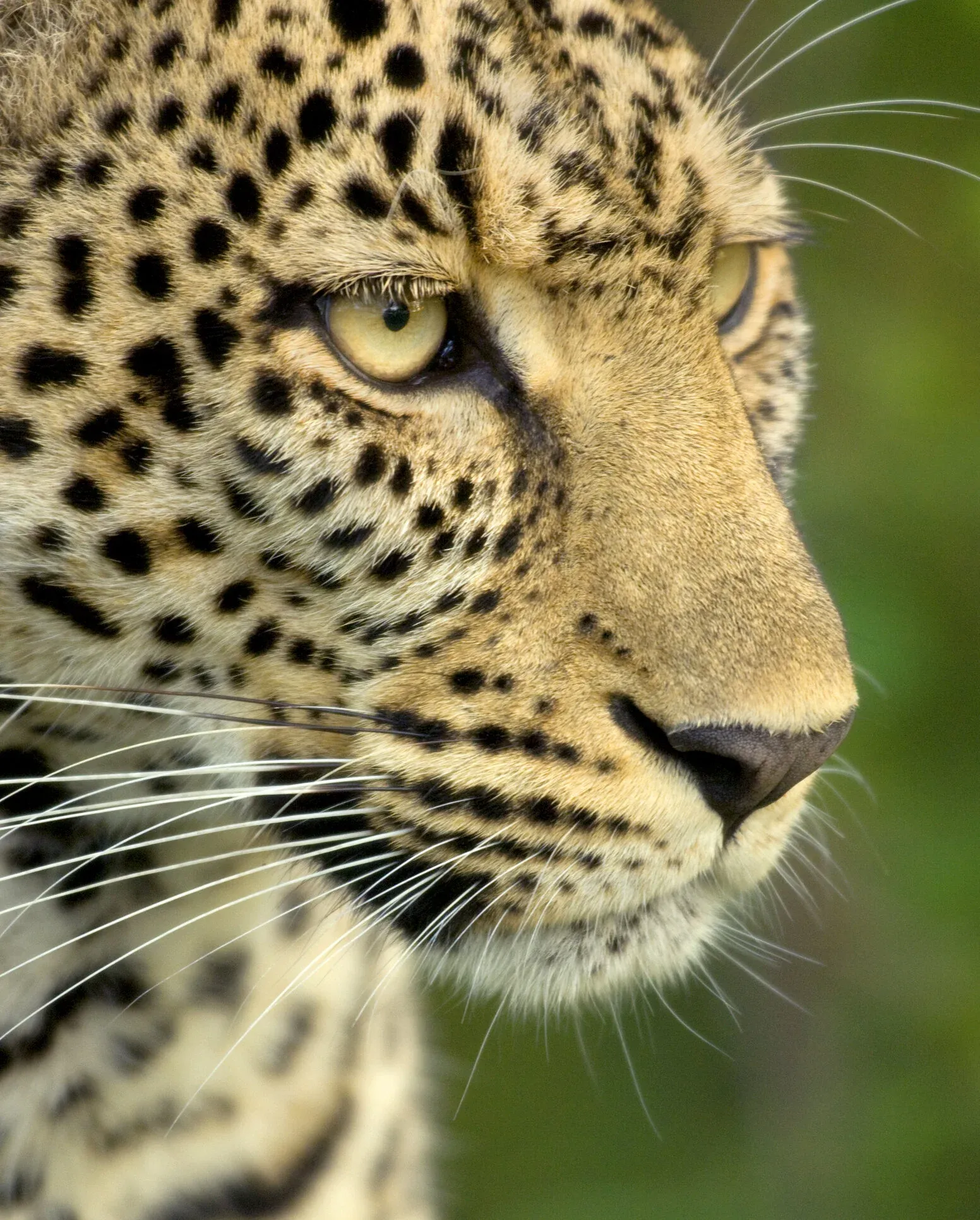 A leopard camouflaged on the branches of an Acacia tree in the Serengeti, Tanzania