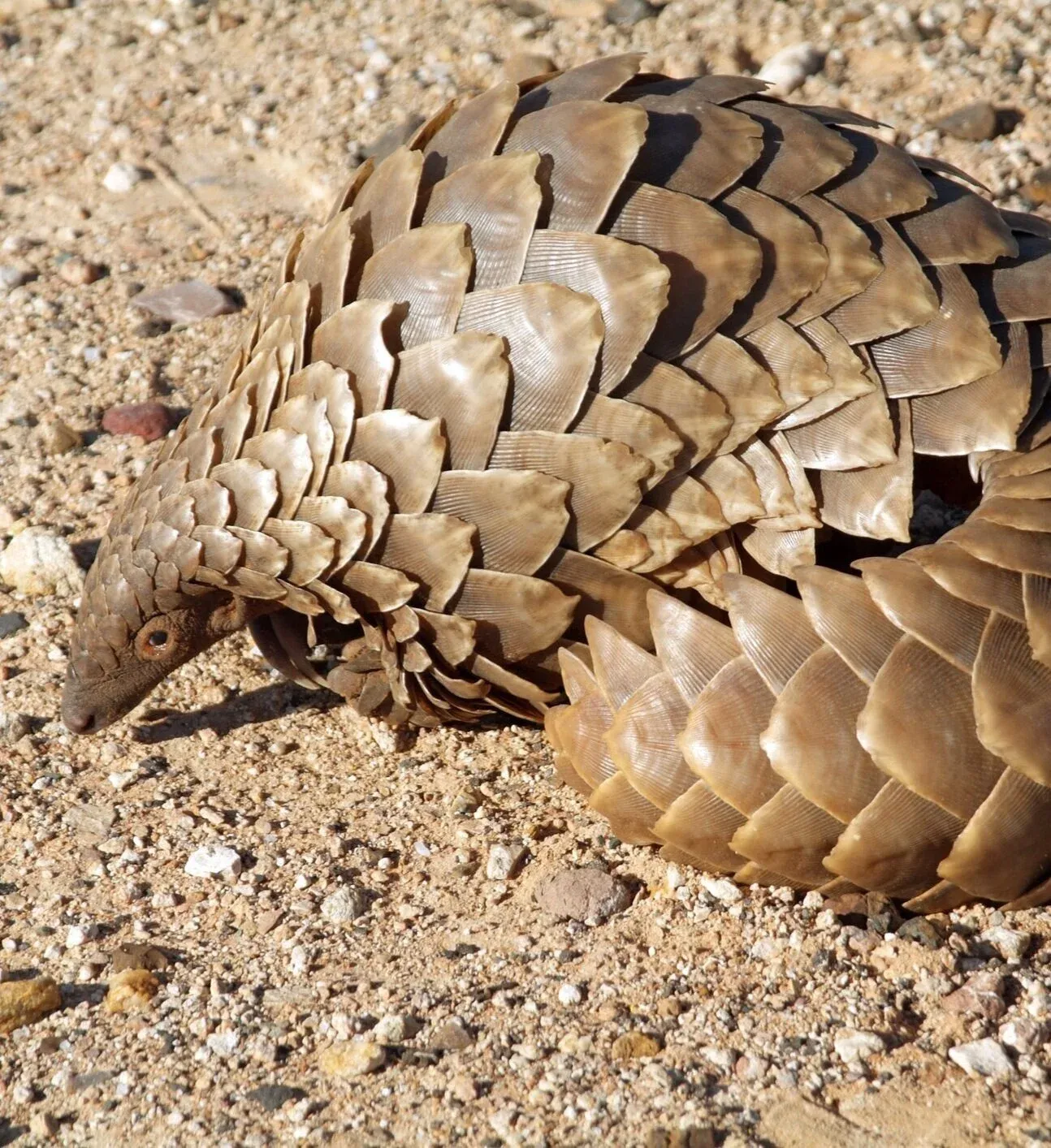 A ground pangolin covered in protective scales in the Serengeti, Tanzania