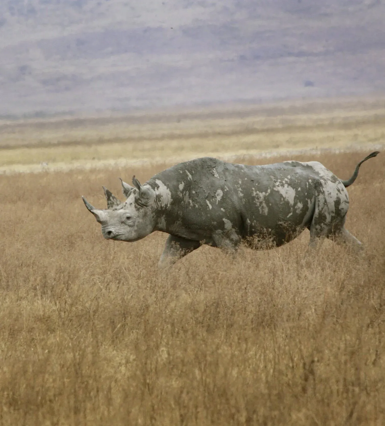 A black rhino grazing in the open grasslands of the Ngorongoro Crater, Tanzania