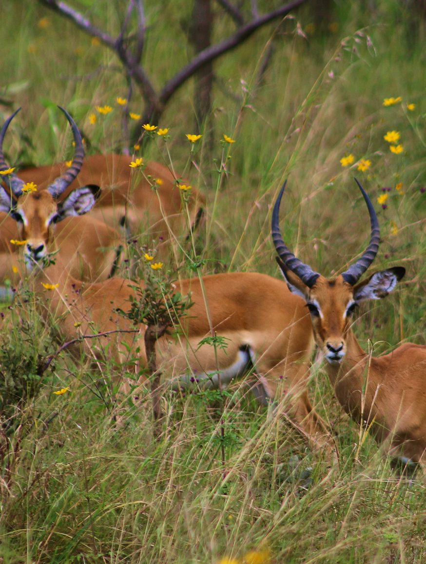 Akagera National Park
