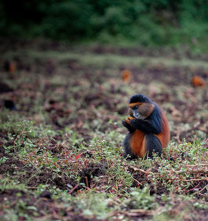 Why Visit Rwanda?