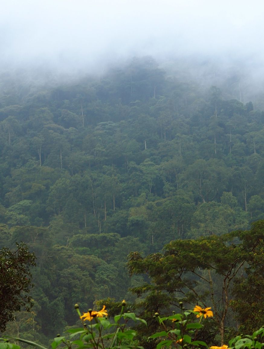 Bwindi Impenetrable