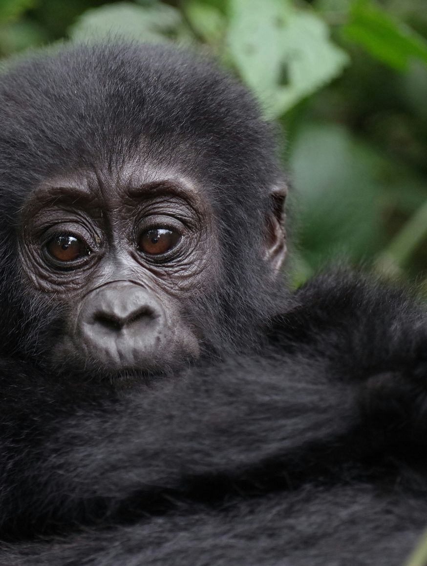 Mgahinga Gorilla