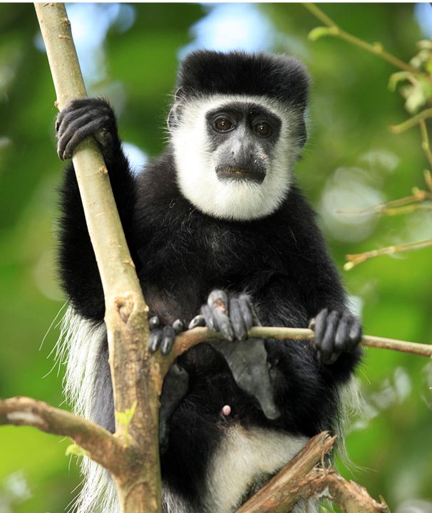 Bwindi Impenetrable National Park